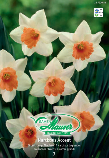 Narcisse à grande couronne Avalon - Bulbes à fleurs automne / Narcisses -  Samen-Mauser