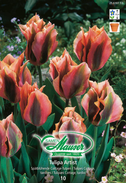 Artist, Tulipes Viridiflora, 10 bulbes - Bulbes à fleurs automne / Tulipes  - Samen-Mauser