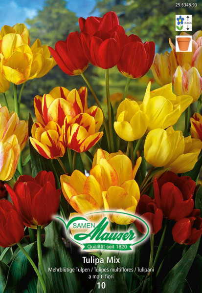 Mélange de tulipes à bouquet, 10 bulbes - Bulbes à fleurs automne / Tulipes  - Samen-Mauser