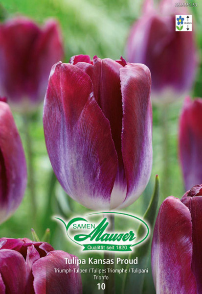Kansas Proud, Tulipe Triomphe, 10 bulbes - Bulbes à fleurs automne / Tulipes  - Samen-Mauser