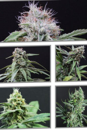 Cannabis Mix 5 variétés