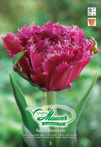 Parrot King, Tulipes Perroquet, 10 bulbes - Bulbes à fleurs automne /  Tulipes - Samen-Mauser