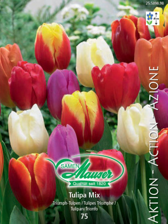 Ballerina, Tulipe à fleur lis, 9 bulbes - Bulbes à fleurs automne / Tulipes  - Samen-Mauser